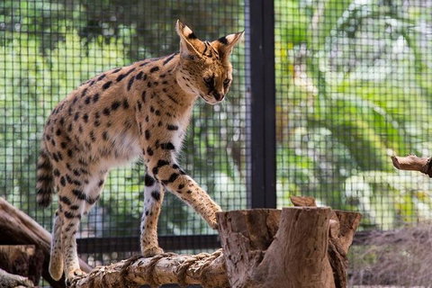 African Cat Encounter At Werribee Open Range Zoo - Your Accommodation 3