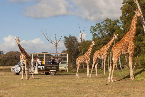 Off-Road Safari At Werribee Open Range Zoo - Your Accommodation 3