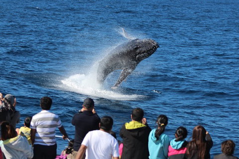 Tangalooma Island Resort Whale Watching Day Cruise With Dolphin Viewing - Your Accommodation 1