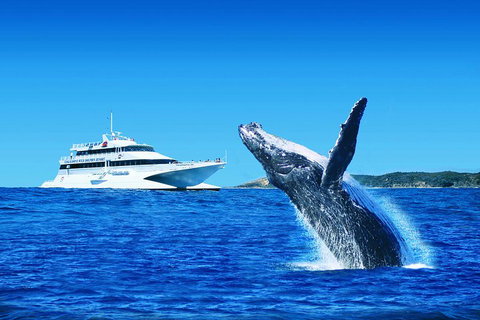 Tangalooma Island Resort Whale Watching Day Cruise With Dolphin Viewing - Your Accommodation 2