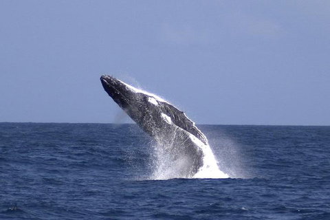 Tangalooma Island Resort Whale Watching Day Cruise With Dolphin Viewing - Your Accommodation 4