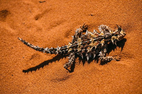 4-Day Coastal Loop Via Monkey Mia Wild Dolphins Kalbarri Pinnacles Perth Return - Your Accommodation 5