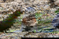 Phillip Island Seal-Watching Cruise