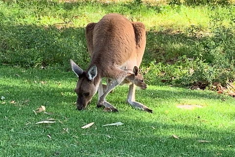 Pinnacles Day Trip From Perth Including Yanchep National Park - Your Accommodation 4