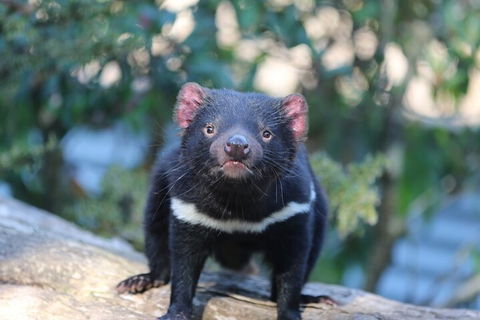 1-Hour Tasmanian Devil Feeding Day Tour At Cradle Mountain - Your Accommodation 1