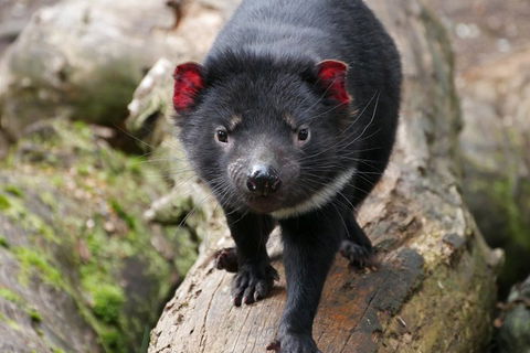 1-Hour Tasmanian Devil Feeding Day Tour At Cradle Mountain - Your Accommodation 4