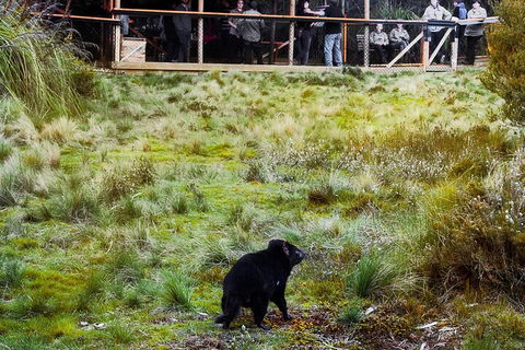 1-Hour Tasmanian Devil Feeding Day Tour At Cradle Mountain - Your Accommodation 5
