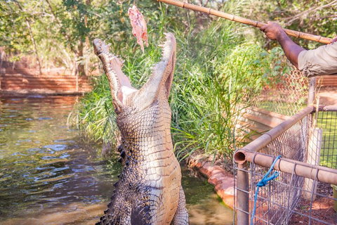 Malcolm Douglas Crocodile Park Tour Including Transportation - Your Accommodation 5