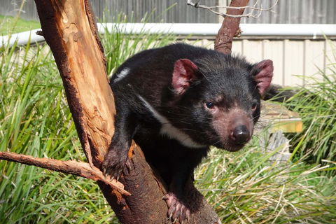 Tasmania 6 Day 'Tour In Circle' - Your Accommodation 1