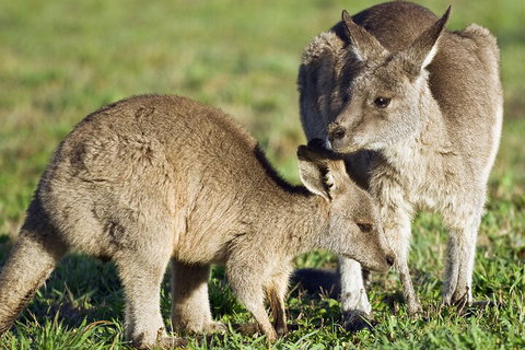 LGBT+ Friendly Full Day Phillip Island Private Tour - Your Accommodation 3