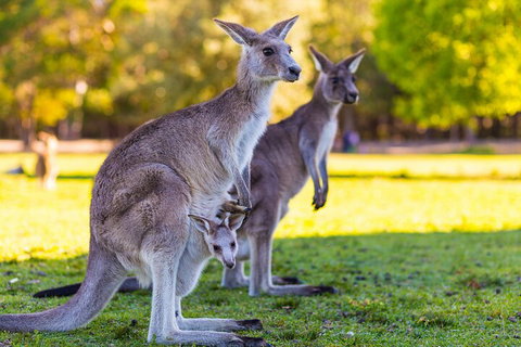LGBT+ Friendly Full Day Phillip Island Private Tour - Your Accommodation 4