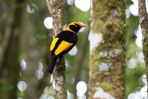 Lamington National Park, O'Reilly's & Vineyard Tour - Your Accommodation 4