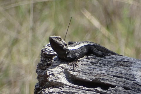 Inside The Greater Blue Mountains World Heritage - A Private Wildlife Safari Overnight - Your Accommodation 2