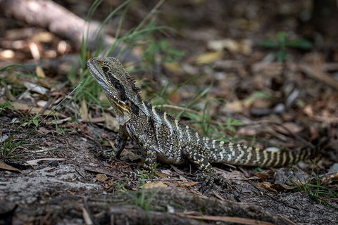 Cape Byron Aboriginal Tour - Your Accommodation 3
