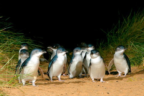 Puffing Billy, Moonlit Sanctuary & Penguins Day Tour - Your Accommodation 0