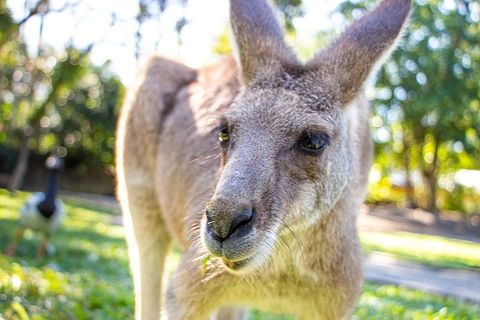 Virtual Interactive Australian Wildlife Tour With Private Guide-Wildlife Habitat - Your Accommodation 2