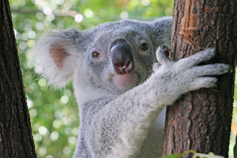 Virtual Interactive Australian Wildlife Tour With Private Guide-Wildlife Habitat - Your Accommodation 3