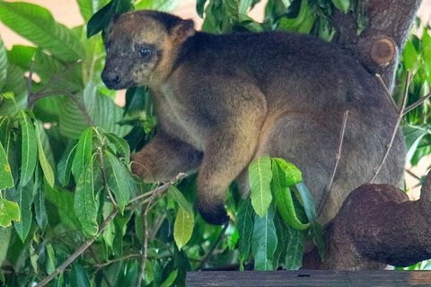 Virtual Interactive Australian Wildlife Tour With Private Guide-Wildlife Habitat - Your Accommodation 4