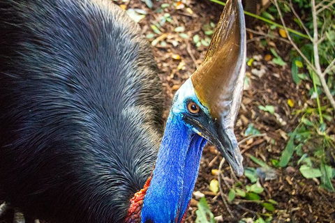 Virtual Interactive Australian Wildlife Tour With Private Guide-Wildlife Habitat - Your Accommodation 5
