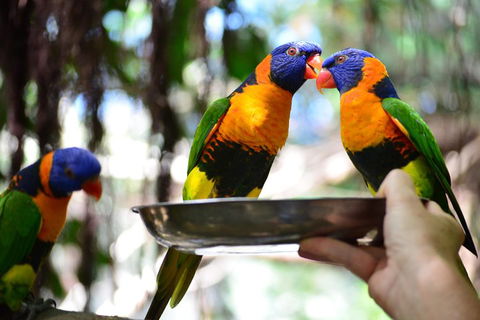 Wildlife Habitat Port Douglas - Your Accommodation 0