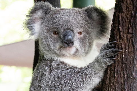 Wildlife Habitat Port Douglas - Your Accommodation 1