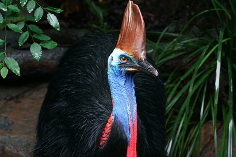 Wildlife Habitat Port Douglas - Your Accommodation 3
