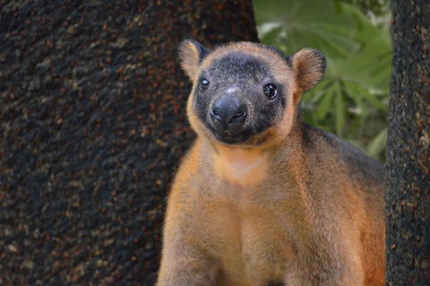 Wildlife Habitat Port Douglas - Your Accommodation 5