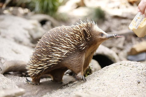 Healesville Sanctuary General Entry Ticket - Your Accommodation 4