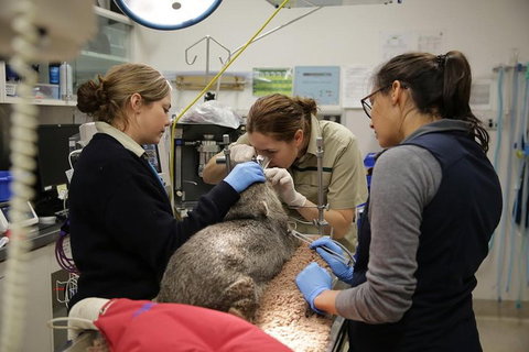 Healesville Sanctuary General Entry Ticket - Your Accommodation 5