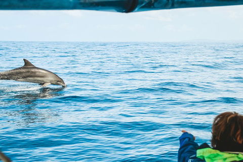 Cruise With Dolphins In Byron Bay - Your Accommodation 0