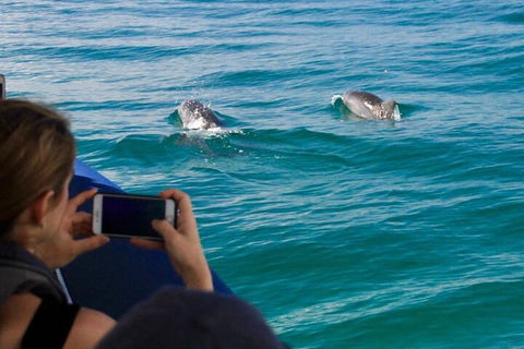 Cruise With Dolphins In Byron Bay - Your Accommodation 1