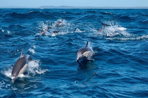 Cruise With Dolphins In Byron Bay - Your Accommodation 2