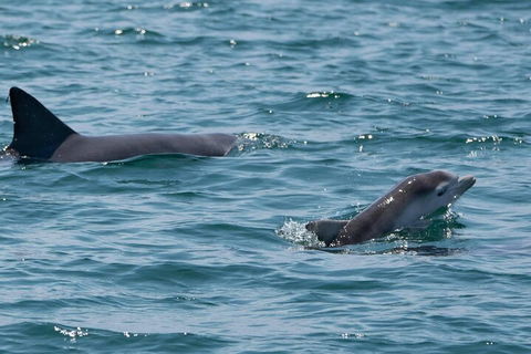 Cruise With Dolphins In Byron Bay - Your Accommodation 5