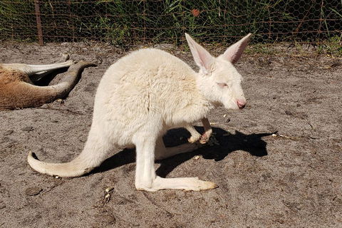 Very Best Of Perth Tour - Wildlife Park & City Highlights Tour - Your Accommodation 3