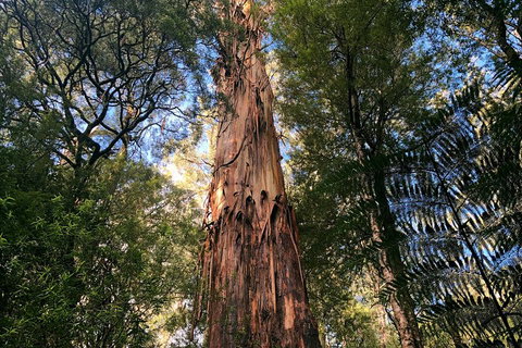 Ultimate Reverse Direction - 12 Apostles, Great Ocean Road - Small Group Tour - Your Accommodation 2