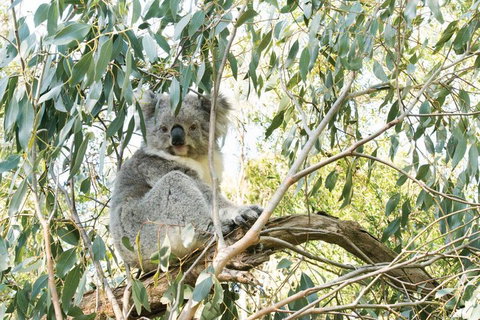 Ultimate Reverse Direction - 12 Apostles, Great Ocean Road - Small Group Tour - Your Accommodation 5