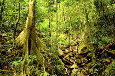 Barron Gorge And Kuranda National Park Half Day Rainforest And Waterfall 4WD Tour From Cairns - Your Accommodation 4