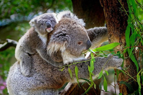 Private One Day Great Ocean Road Tour - Your Accommodation 2