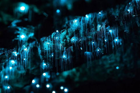 Hinterland Magic & Glow-worm Experience - Your Accommodation 1