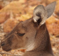 Australian animals Seascape and Sunset Photography Tour - Your Accommodation