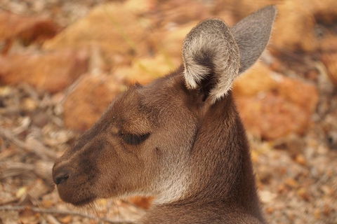 Australian Animals, Seascape And Sunset Photography Tour - Your Accommodation 0