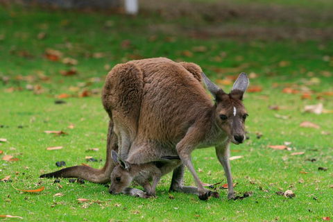 Australian Animals, Seascape And Sunset Photography Tour - Your Accommodation 2