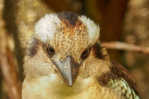 Australian Animals, Seascape And Sunset Photography Tour - Your Accommodation 3