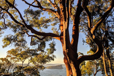 Manly & Sydney's Northern Beaches With 'Personalised Sydney Tours' - Your Accommodation 4