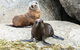 Victor Harbor And McLaren Vale Wine Region Day Tour - thumb 4