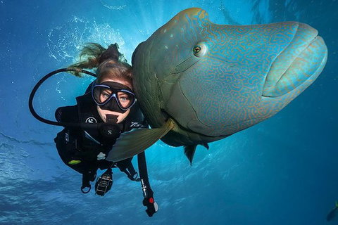 Great Barrier Reef Snorkeling And Diving Cruise From Cairns - Your Accommodation 0