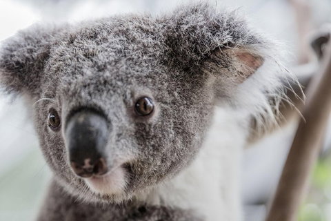 Ultimate Sydney Pass - Your Accommodation 2