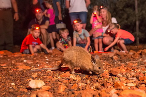 Alice Springs Desert Park Nocturnal Tour - Your Accommodation 1