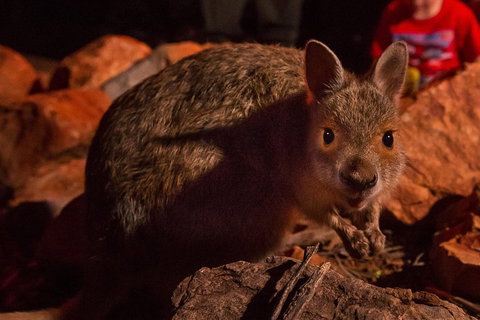 Alice Springs Desert Park Nocturnal Tour - Your Accommodation 3