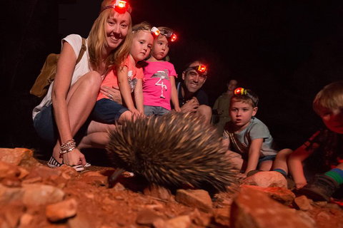 Alice Springs Desert Park Nocturnal Tour - Your Accommodation 5